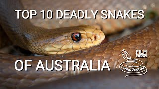 Top 10 dangerous and deadly venomous snakes from Australia [upl. by Suivatnom]