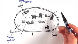 A2 Biology  Chloroplast structure OCR A Chapter 173 [upl. by Lanahtan37]