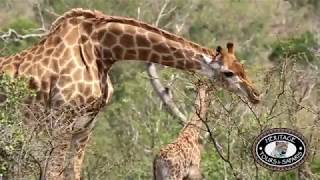 New Born Giraffe and Mother HluhluweImfolozi Park [upl. by Lorolla]