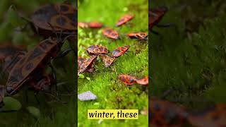 WILDLIFE FACTS The Fascinating Behavior Of Firebugs shorts fact firebug [upl. by Ripleigh]