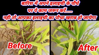 क्या आपके भी इलाइची के पौधे की पत्तियां पीली पड़ रही हैं। Elaichi plant care tips beautiful terrac [upl. by Ellenet410]