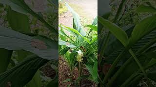 Haladi tree🌲haladi tree flower  odishaviral short [upl. by Idaf]