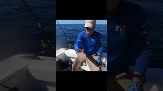 95Almaco Jack Capt Chris fishing saltlife destinflorida fish [upl. by Gentilis]