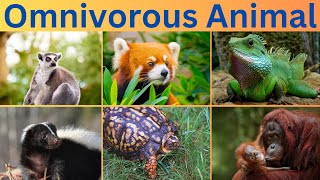 Omnivorous Animals  Learn Omnivorous Animal Names [upl. by Vince220]