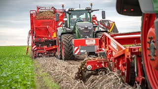 GRIMME WH 200 amp EVO 280  22 4 rows  Potato Harvest [upl. by Aij]