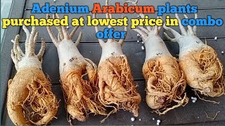 Adenium arabicum variety plant purchased at lowest price in combo offer [upl. by Ardnaek]