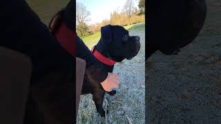 cute cane corso just wants to play [upl. by Nivle]