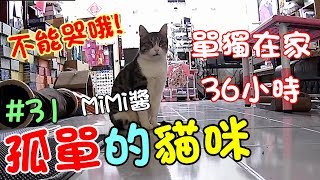 『孤單的貓咪』不能哭哦MiMi醬單獨在家36小時 Cat Story31 [upl. by Adnohsad]