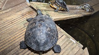 Feeding time for the terrapin turtles at Fort Victoria on the Isle of Wight [upl. by Rednal]