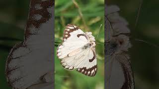 ¹ Pioneer Belenois aurota in Cabbage Butterfly Sulphur White OrangeTip Family Pieridae [upl. by Atiraj]