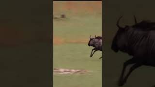 Hyenas hunting hyena buffalo [upl. by Faythe420]