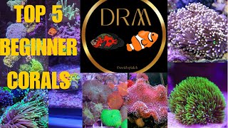 Top 5 EasytoKeep Corals for Beginners [upl. by Hedy]