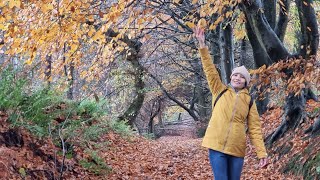 Rainy peaceful forest walk ASMR  relaxing music Delamere Forest [upl. by Sutherlan]