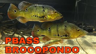 PEACOCKBASS BROCOPONDO CICHLA BROCOPONDO [upl. by Adraynek]