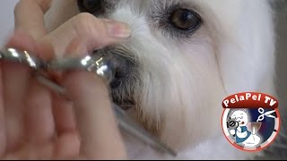 PELUQUERÍA CANINA 4 POTES EN PORT DE POLLENÇA MALLORCA [upl. by Field301]