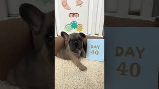 From 1 to 60 Days Bulldog puppy TRANSFORMATION growth puppygrowth [upl. by Amehr]