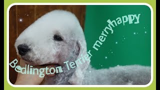 베들링턴테리어Bedlington TerrierDog groomig애견미용 [upl. by Aihsenot]