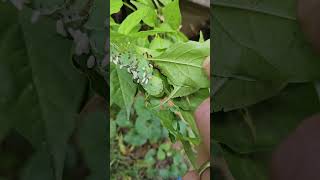 Tomato Hornworm with parasitic wasp larve on its back [upl. by Anabal]