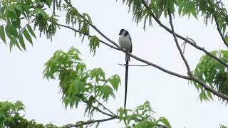 Pin Tailed Whydah [upl. by Aniela]