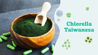 ¡Chlorella Taiwanesa Fuente Nutricional Suprema [upl. by Hugon39]