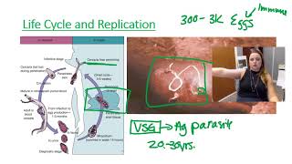 Schistosomiasis [upl. by Bourke]