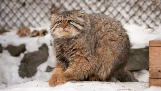 Pallass cat is sharpening claws like playing piano [upl. by Adneral]