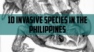 10 Invasive Species in the Philippines 🇵🇭 [upl. by Annoid486]