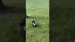 Skunk skunks nature shorts animal youtubeshortswildlife [upl. by Farra]