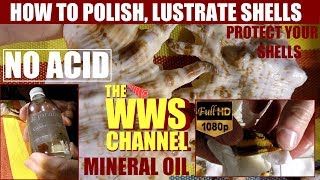 How to make shine and polish your sea shells  Mineral Oil  Seashell Collection [upl. by Adekahs]