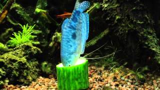 Blue Gourami Trichogaster trichopterus eating cucumber [upl. by Noyk]