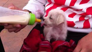 Cute Bottle Feeding Puppy [upl. by Asir]