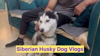 Siberian Husky Dog Vlogs [upl. by Eiramalegna]