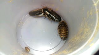 Dubia Roach Care Breeding and Setup [upl. by Einnahpets]