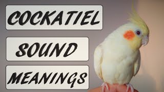 Cockatiel Sound Meanings [upl. by Suidaht308]