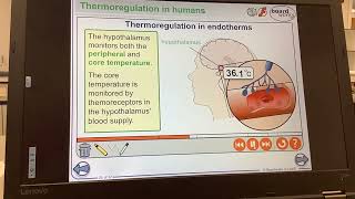 KS5ALEVELBIOLOGYHomeostasisThermoregulation in endotherms too cold [upl. by Shiri]