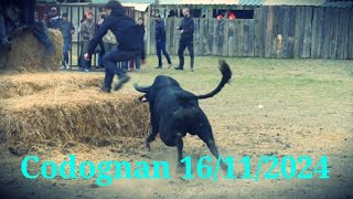 Codognan 16112024 Course au plan [upl. by Noda39]