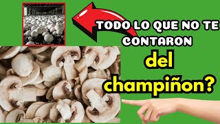 🍄🩺 BENEFICIOS De Los CHAMPIÑONES Como ALIMENTO🍽️ [upl. by Venola]