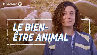 Bienêtre animal  Un élevage de porcs collectif  ELECLERC [upl. by Refannej298]