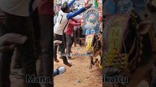 The Most Insane Jallikattu Yet [upl. by Abbey]