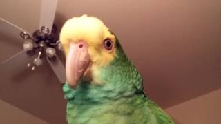 The many sounds of Lily an amazon parrot [upl. by Nolra]