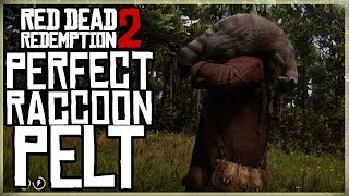 HOW TO GET A PERFECT RACCOON PELT  RED DEAD REDEMPTION 2 PRISTINE RACOON HUNT [upl. by Wat]