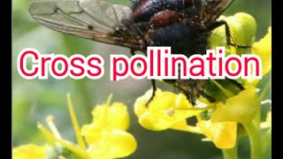 Types of Cross pollination geitonogamyxenogamycontrivances of cross pollination in tamil [upl. by Peppi839]