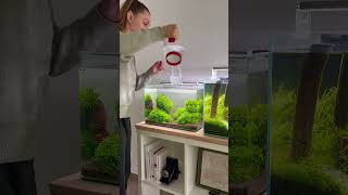 Shrimp tank refill aquarium fishkeeping aquascape fishtank plantedaquarium fish aquascaping [upl. by Kruse]