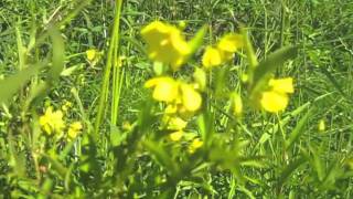 Fringed Loosestrife  Lysimachia ciliata [upl. by Akire]