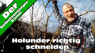 Holunder richtig schneiden [upl. by Tevlev]