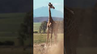 Giraffe Facts That Will Make Your Neck Tingle [upl. by Hynes137]