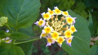 Lantana Camará da flor amarela e branca  Planta do Sertão [upl. by Einram]