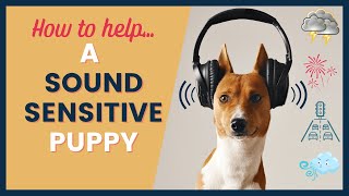 Sound Sensitivity Training for Puppies [upl. by Neelyhtak389]