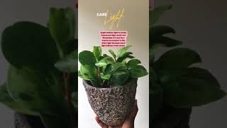 How To Care For A Peperomia Plant  Excellent Indoor House Plant Great Foliage With Easy Care [upl. by Berk474]