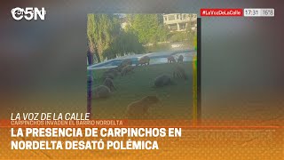 LA VOZ DE LA CALLE INVASIÓN de CARPINCHOS en NORDELTA [upl. by Htehpaj859]